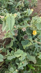 Abutilon austro-africanum