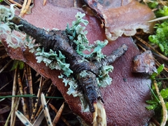 Pseudevernia furfuracea