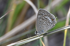 Lepidochrysops patricia