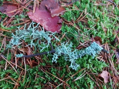 Pseudevernia furfuracea