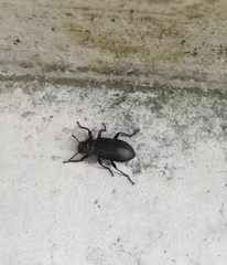 Tenebrionidae