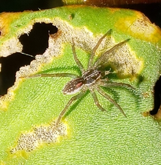Diapontia