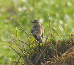 Saxicola maurus