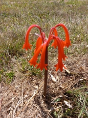 Cyrtanthus ventricosus