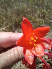 Cyrtanthus ventricosus