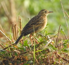 Anthus rufulus