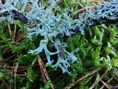 Pseudevernia furfuracea