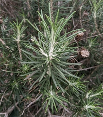 Helichrysum stoechas