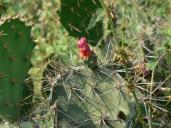 Opuntia elatior