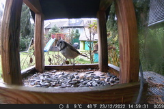 Lophophanes cristatus