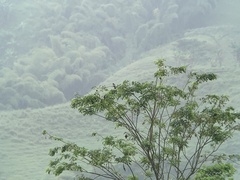 Saltator striatipectus