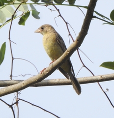 Emberiza melanocephala