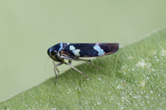 Macugonalia leucomelas