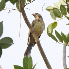 Emberiza melanocephala