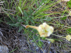 Mandevilla petraea