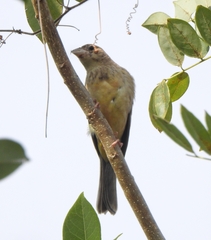 Emberiza melanocephala