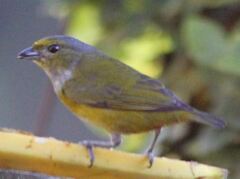 Euphonia pectoralis