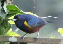 Euphonia pectoralis