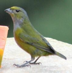 Euphonia pectoralis
