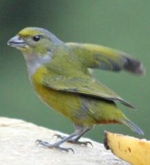 Euphonia pectoralis