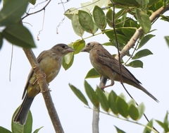 Emberiza melanocephala
