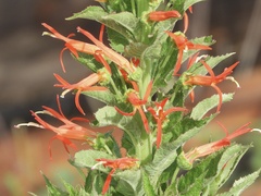 Siphocampylus foliosus