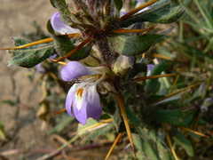 Hygrophila auriculata