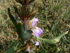 Hygrophila auriculata