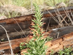 Siphocampylus foliosus