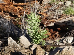 Siphocampylus foliosus