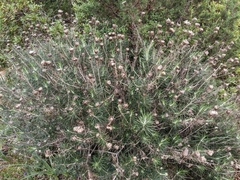 Helichrysum stoechas