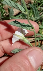 Convolvulus hermanniae