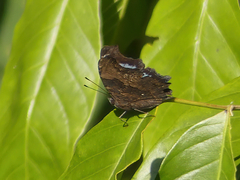 Kaniska canace
