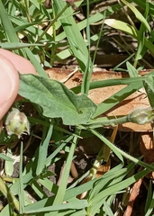 Convolvulus hermanniae