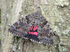 Catocala sponsa