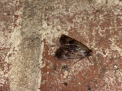 Agrotis