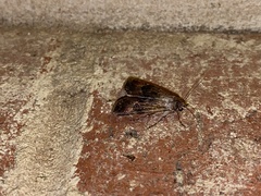 Agrotis
