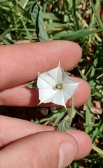 Convolvulus hermanniae