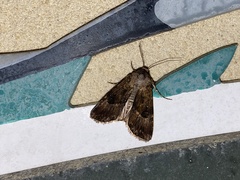 Agrotis