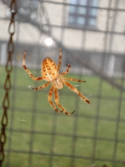 Araneus diadematus