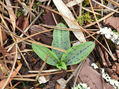 Neotinea maculata
