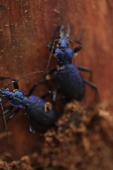 Carabus intricatus