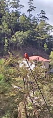 Piranga rubra