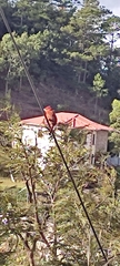 Piranga rubra