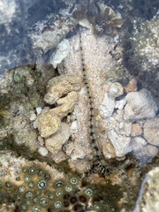 Macrophiothrix