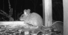 Apodemus sylvaticus
