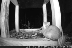 Apodemus sylvaticus