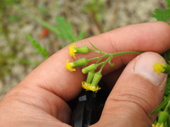 Senecio lividus