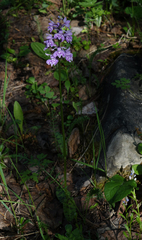 Dactylorhiza fuchsii