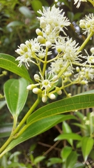 Miconia albicans